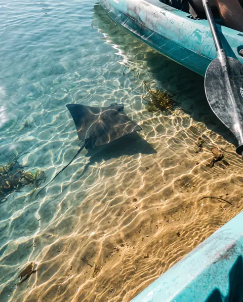 Ray gliding over sunlit sand beside a kayak